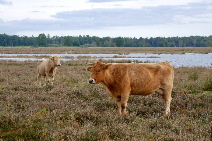 Camperplek Drenthe